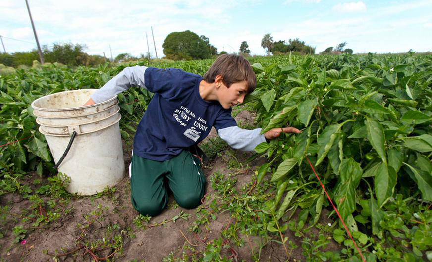 500-000-children-employed-in-us-tobacco-farms-financial-tribune